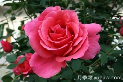 月季花苗什么时候移栽？月季花苗移栽注意事项(图2)