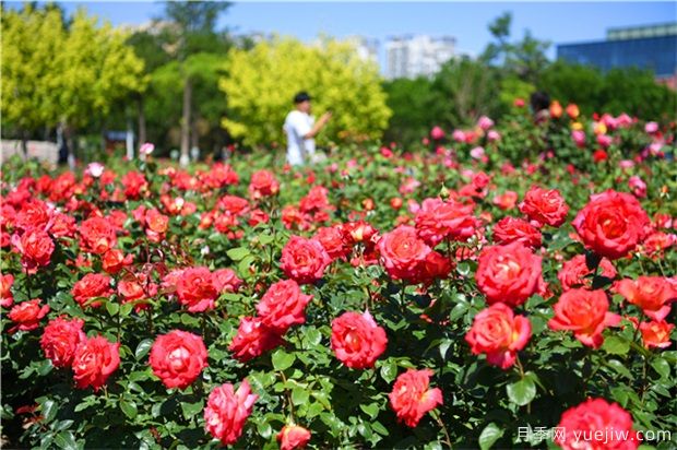 月季花——此花无日不春风(图1)