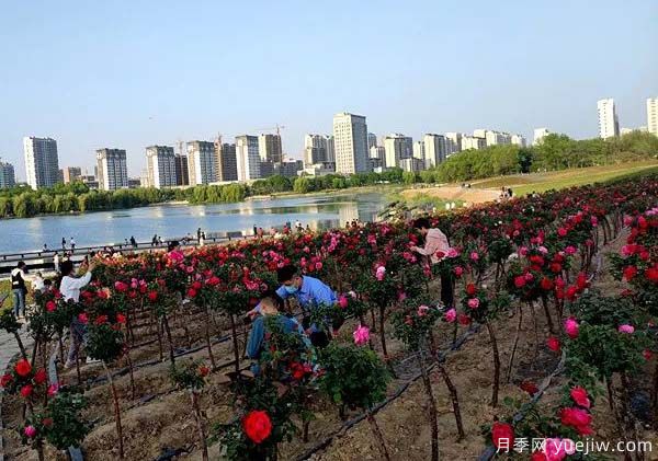 潍坊昌乐：西湖月季盛放期，五一假期花海来袭(图2)