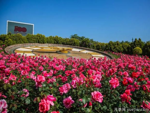 烟台月季市花文化和景观图集(图1)