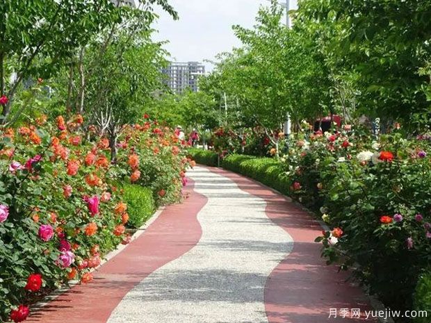 胶州月季市花文化和景观图集(图3)