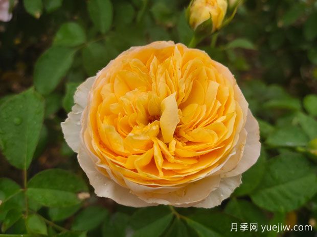 中国月季：欧洲玫瑰花的祖宗，为世界园艺做出了巨大贡献(图2)
