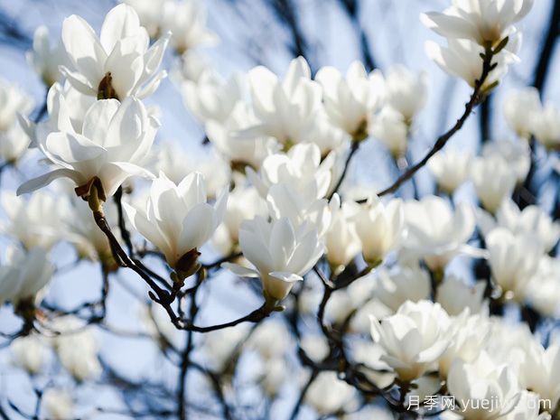 白玉兰是一种具有坚强意志和美丽花朵的植物(图1)