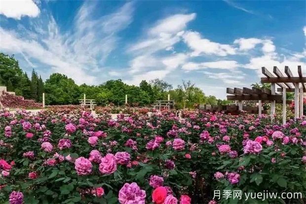 石家庄植物园20万株月季花开成海(图1)