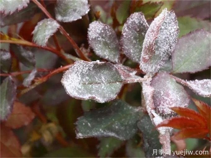 常见的十三种植物病害及其防治措施(图1)