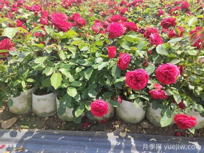 可以让月季多开花的三种肥水    (图1)