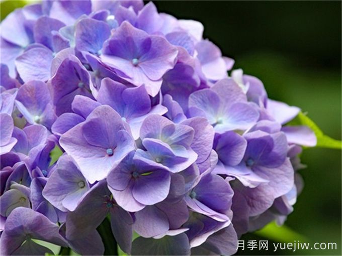 绣球花花后如何修剪？(图1)